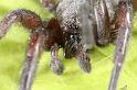 Scotophaeus_blackwalli_D7634_Z_89_Badhoevedorp_Nederland