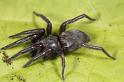 Scotophaeus_blackwalli_D7635_Z_85_Badhoevedorp_Nederland