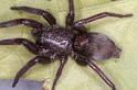 Scotophaeus_blackwalli_D7636_Z_88_Badhoevedorp_Nederland