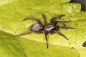 Scotophaeus_blackwalli_D7637_Z_90_Badhoevedorp_Nederland