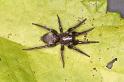 Scotophaeus_blackwalli_D7638_Z_89_Badhoevedorp_Nederland