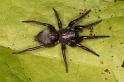 Scotophaeus_blackwalli_D7639_Z_90_Badhoevedorp_Nederland