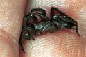Scotophaeus_blackwalli_F0276_Z_81_Veenendaal_Nederland