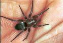 Scotophaeus_blackwalli_F0278_Z_85_Veenendaal_Nederland