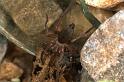 Scotophaeus_blackwalli_P1314_D_82_Langhada_Griekenland