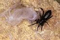 Zelotes_lutetianus_P0921_Z_85_Soube_Frankrijk