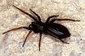Zelotes_pedestris_P0916_Z_85_Soube_Frankrijk