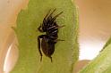 Zelotes_pusillus_D4775_Z_88_Waterleidingduinen_Nederland