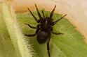 Zelotes_pusillus_D4776_Z_89_Waterleidingduinen_Nederland