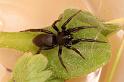 Zelotes_pusillus_D4787_Z_88_Waterleidingduinen_Nederland