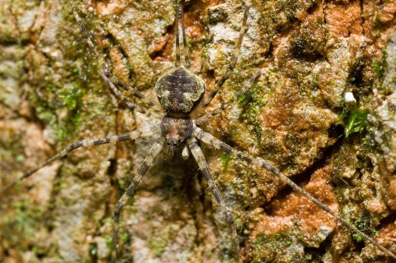 Tamopsis_ZZ417_D5779_Z_88_Singapore_Azie.jpg