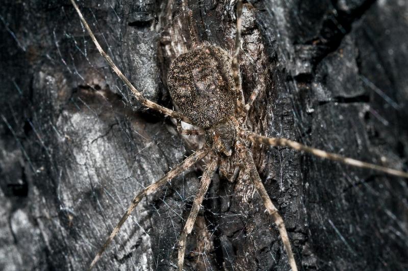 Tamopsis_ZZ417_D5780_Z_87_-_Australie.jpg