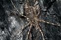Tamopsis_ZZ417_D5780_Z_87_-_Australie
