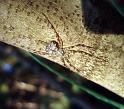 Tamopsis_brisbanensis_D6251_Z_85_Brisbane_Australie