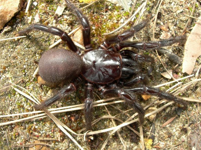 Atrax_robustus_D3820_Z_90_Gosford_Australie.jpg