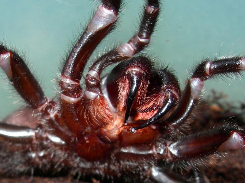 Atrax_robustus_D3841_Z_95_Gosford_Australie.jpg