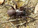Atrax_robustus_D3820_Z_90_Gosford_Australie