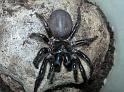 Hadronyche_cerberea_D3855_O_90_-_Australie