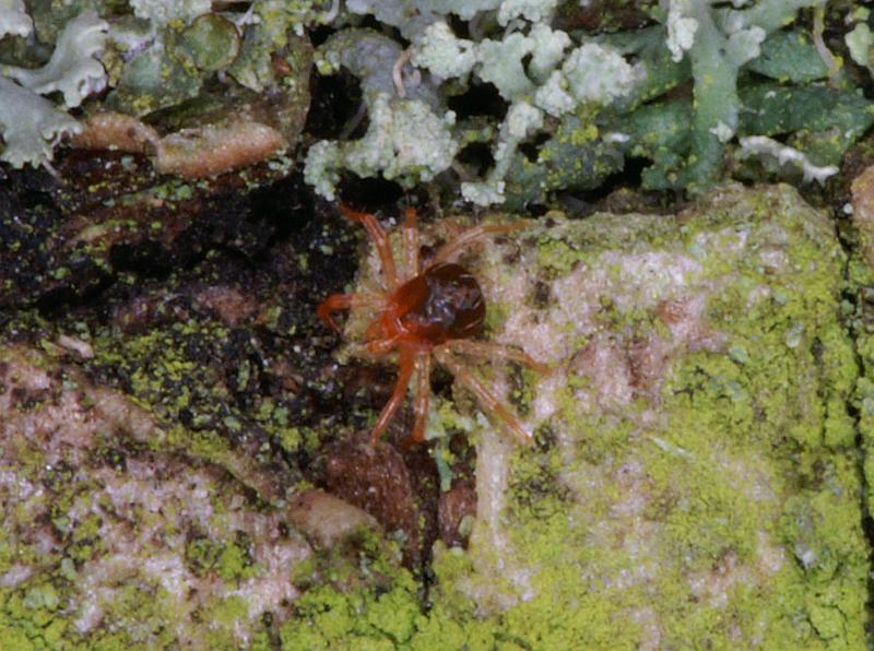 Ixodes_ricinus_D4728_Z_87_Waterleidingduinen_Nederland.jpg