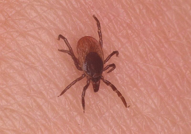 Ixodes_ricinus_F0318_Z_80_Veenendaal_Nederland.jpg