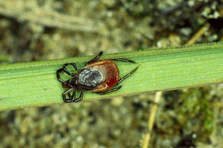 Ixodes_ricinus_P0321_Z_85_Waterleidingduinen_Nederland.jpg