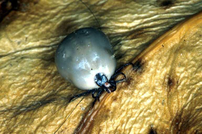 Ixodes_ricinus_P1405_Z_75_Badhoevedorp_Nederland.jpg