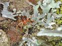 Ixodes_ricinus_D4727_Z_85_Waterleidingduinen_Nederland