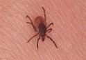 Ixodes_ricinus_F0318_Z_80_Veenendaal_Nederland