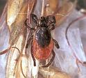 Ixodes_ricinus_F2252_Z_80_Loenen(Gld)_Nederland