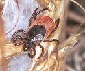 Ixodes_ricinus_F2253_Z_80_Loenen(Gld)_Nederland