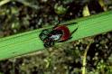 Ixodes_ricinus_P0320_Z_82_Waterleidingduinen_Nederland