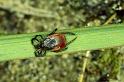 Ixodes_ricinus_P0321_Z_85_Waterleidingduinen_Nederland