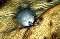 Ixodes_ricinus_P1405_Z_75_Badhoevedorp_Nederland