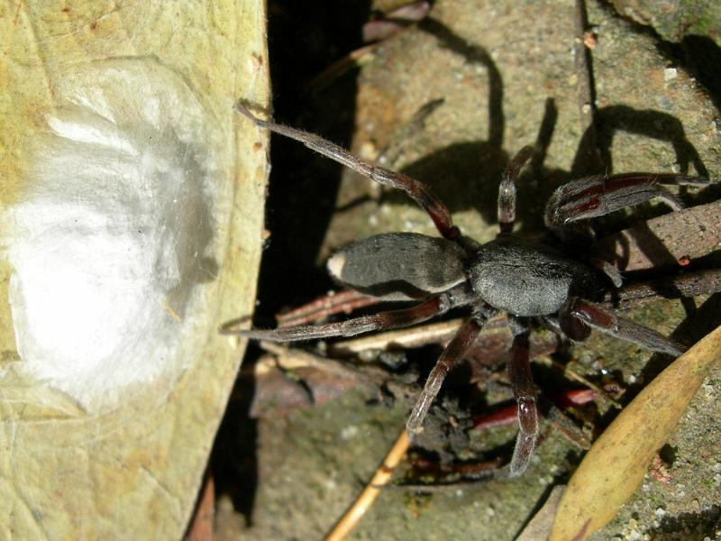 Lampona_cylindrata_D3845_Z_80_Gosford_Australie.jpg