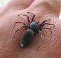 Lampona_cylindrata_D2905_Z_80_Sydney_Australie