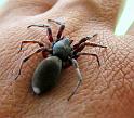 Lampona_cylindrata_D3142_Z_80_Sydney_Australie