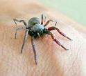 Lampona_cylindrata_D3143_Z_75_Sydney_Australie