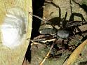 Lampona_cylindrata_D3845_Z_80_Gosford_Australie