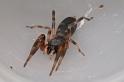 Lampona_murina_D4139_Z_83_Toowoomba_Australie