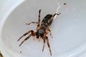 Lampona_murina_D4140_Z_83_Toowoomba_Australie