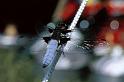 Libellula_depressa_P1271_Z_81_Soube_Frankrijk