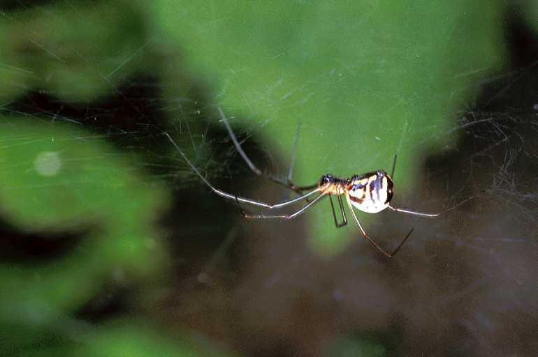 Frontinellina_frutetorum_F0047_Z_76_-_Frankrijk.jpg