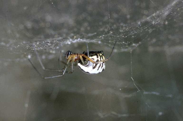Frontinellina_frutetorum_P0737_Z_90_-_Frankrijk.jpg