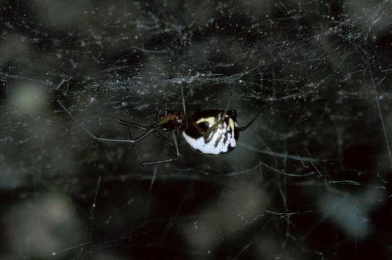 Frontinellina_frutetorum_P0738_Z_87_-_Frankrijk.jpg