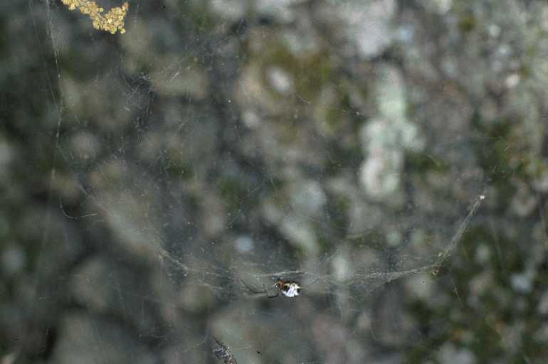 Frontinellina_frutetorum_P0740_Z_90_-_Frankrijk.jpg