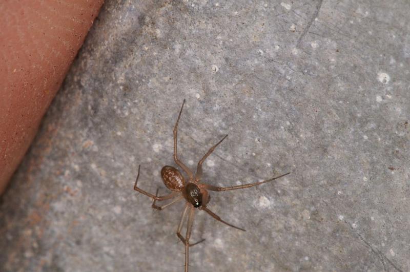 Lepthyphantes_ZZXYX_D5853_Z_82_Badhoevedorp_Nederland.jpg