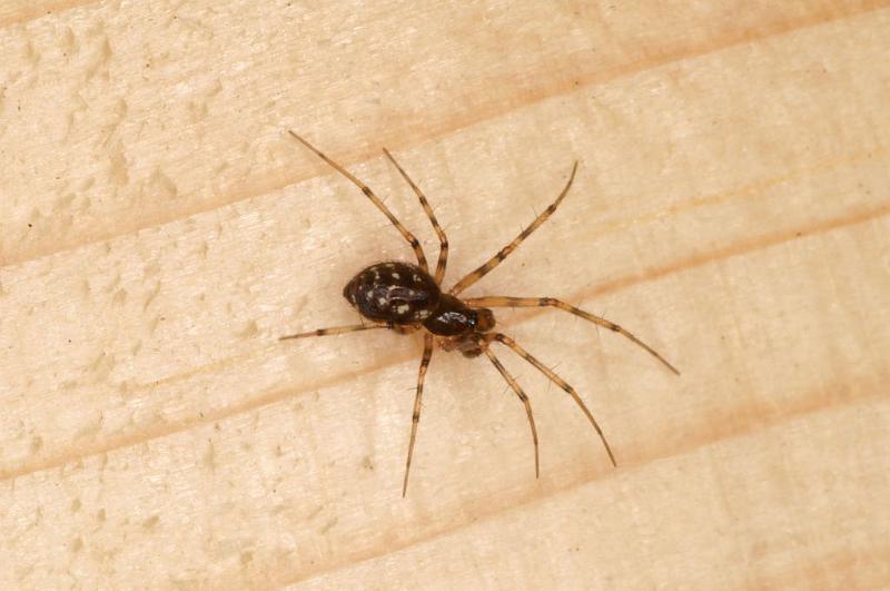 Lepthyphantes_minutus_D5841_D_88_Badhoevedorp_Nederland.jpg