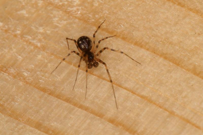 Lepthyphantes_minutus_D5842_D_88_Badhoevedorp_Nederland.jpg
