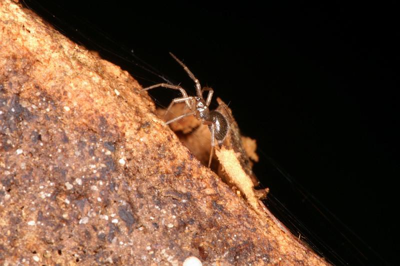 Leptothrix_hardyi_D5623_Z_88_Prattenburg_Nederland.jpg
