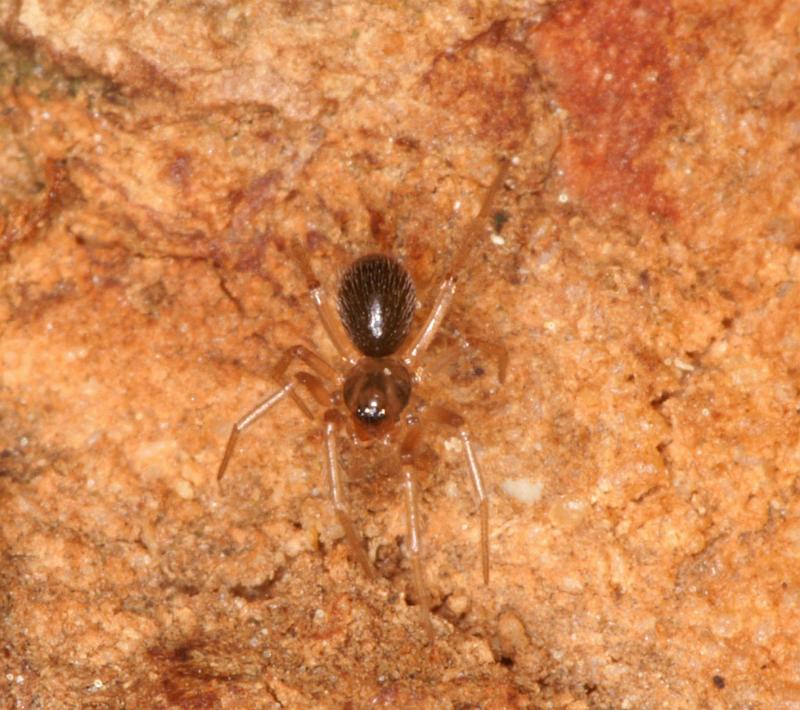 Leptothrix_hardyi_D5625_Z_90_Prattenburg_Nederland.jpg